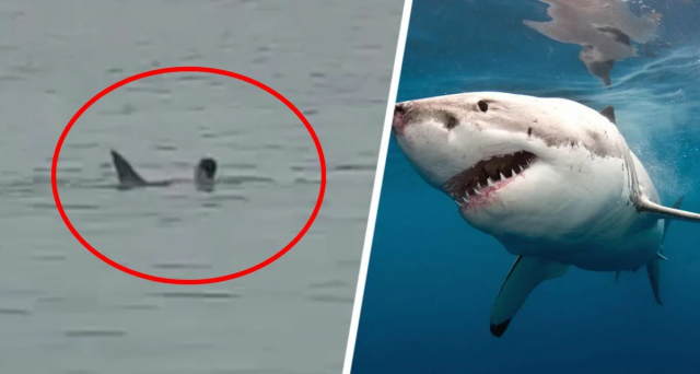Житель Калифорнии стал жертвой нападения акулы во время массового заплыва
