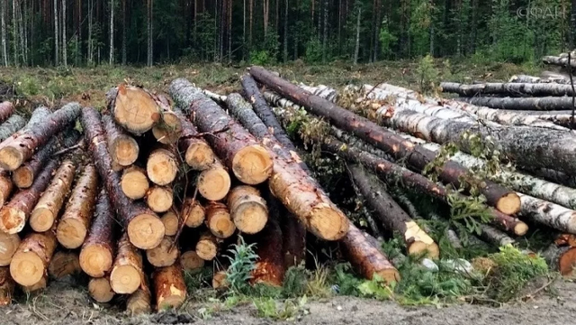 В Приморье местного жителя обвинили в контрабанде леса