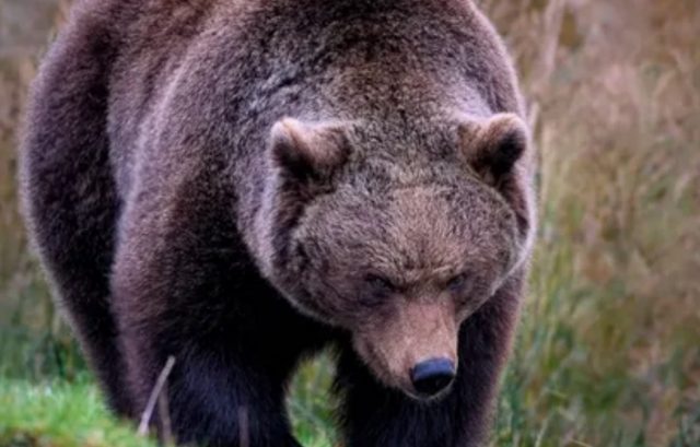 Житель Сахалина пострадал от нападения на него медведя