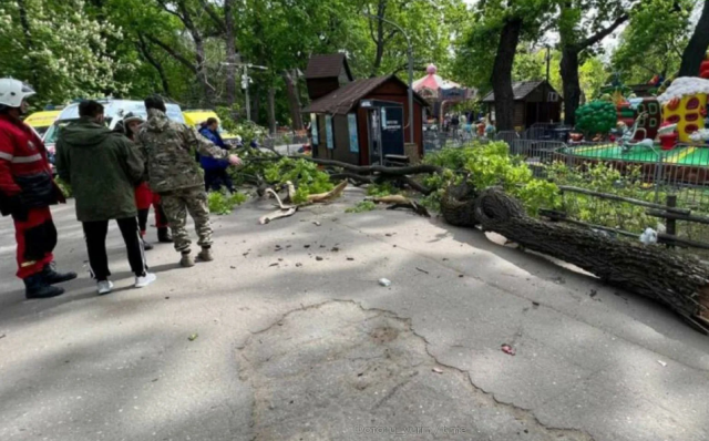 Ветка дерева упала на девушку в парке Барнаула