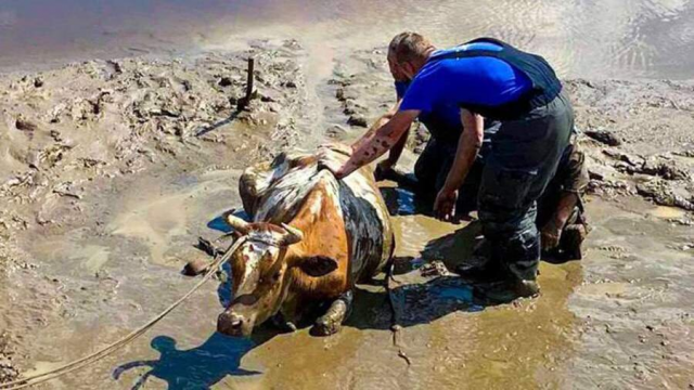 Сотрудники МЧС спасли корову из болота в Нижегородской области