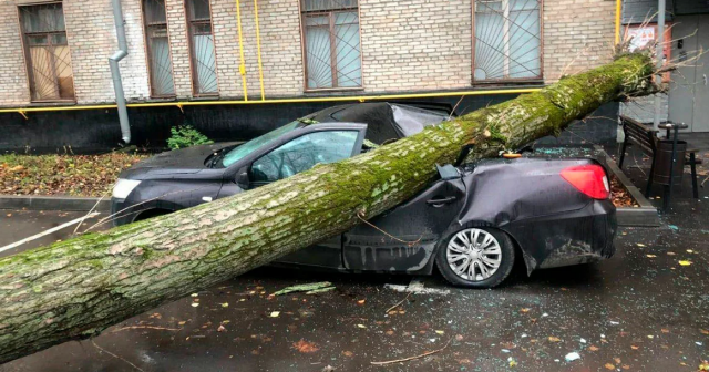 Дерево упало на машину с беременной женщиной во время урагана в Москве