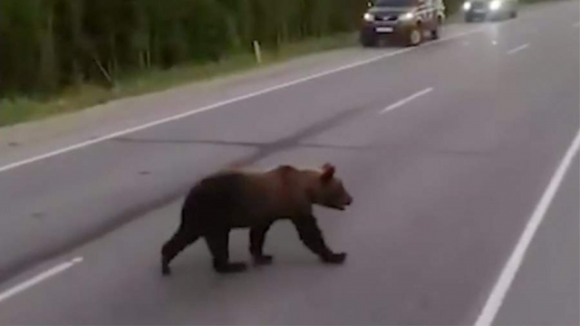 Медведь убил женщину в Бурятии во время рыбалки