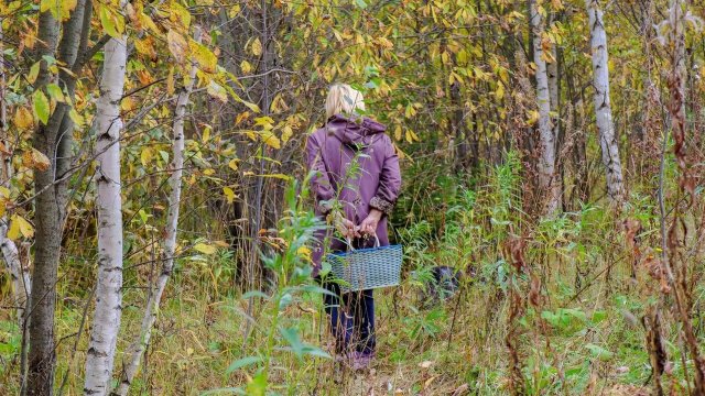 79-летнюю женщину нашли живой после шести дней, проведённых в лесу