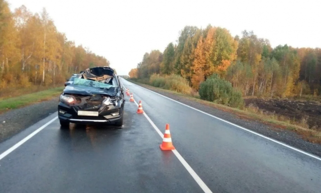 Ранее судимый молодой человек врезался в лося на угнанном автомобиле в Костромской области