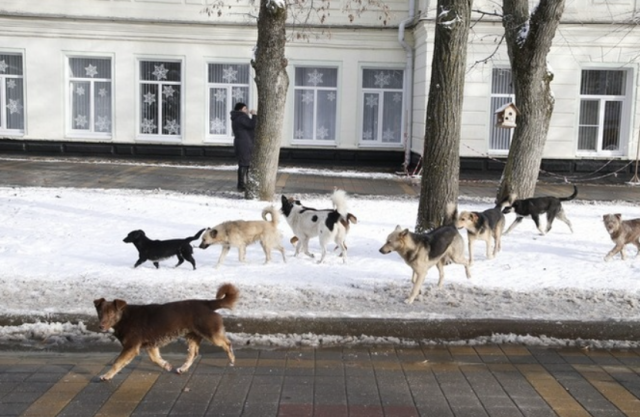 Власти Ставрополя расследуют нападения бродячих собак, открыто уголовное дело