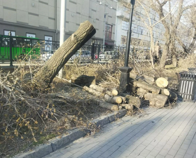 В Липецке объяснили причины вырубки деревьев на проспекте Победы