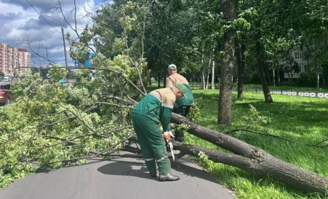 После урагана в Петербурге вновь открыли все парки и сады