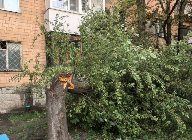 В Донецке начали расследование после гибели ребёнка, на которого упало дерево