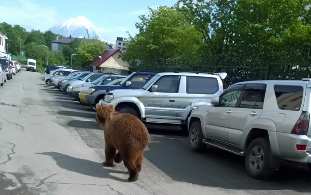 В Петропавловске-Камчатском медведь напал на женщину у школьного стадиона