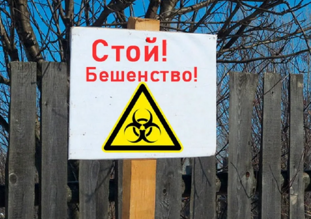 В Тюменской области объявлен карантин по бешенству