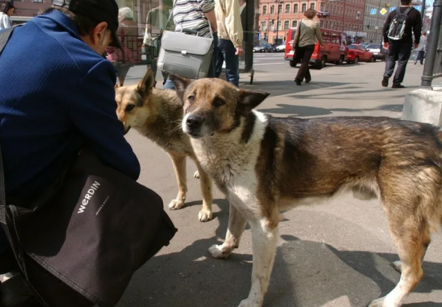 В Петербурге усилят контроль за бродячими собаками для повышения безопасности горожан