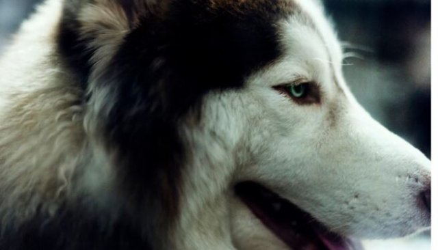 В Подмосковье собака насмерть загрызла грудного ребенка