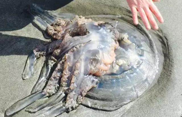 У берегов Великобритании зафиксировано нашествие гигантских медуз