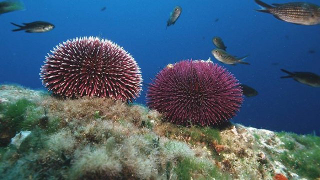 Учёные сообщили о стремительном вымирании рифовых морских ежей по всему миру