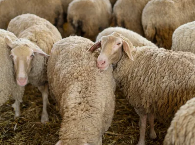 Красноярские фермеры потеряли более сотни ягнят и овец из-за незаконной свалки