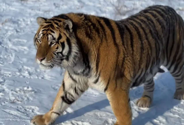 В Китае сибирских тигров перевели на «интервальное голодание» после праздников