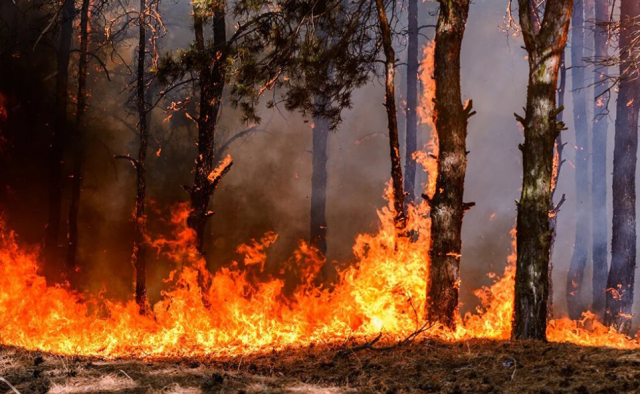 Пожароопасный сезон в России ожидается в апреле