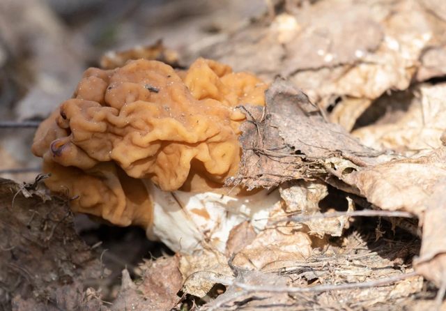 Весенние грибы: скрытые угрозы и частые ошибки при сборе