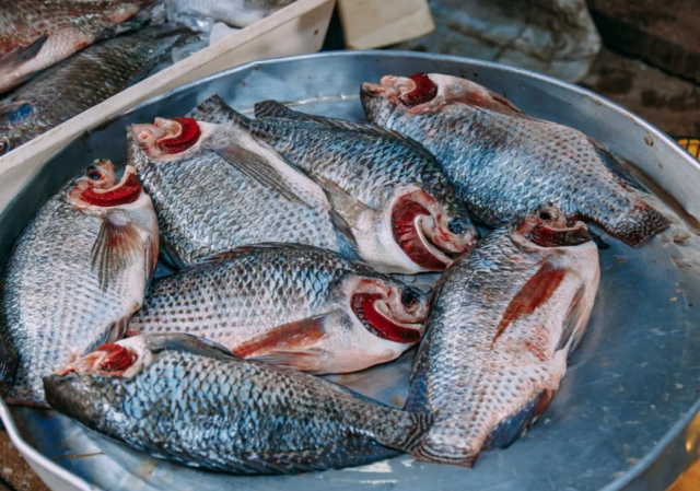 В Севастополе изъяли и уничтожили почти 47 кг небезопасной рыбной продукции