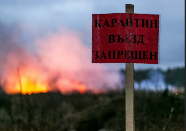 Карантин по бешенству введён в Тюменской области
