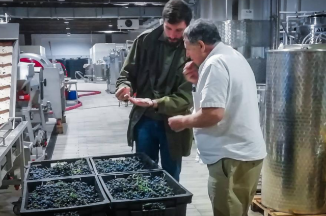 В России предложили разработать отдельные правила для производства безалкогольного вина