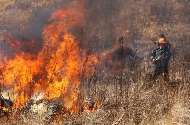 В Приморском крае за выходные зафиксировали почти 60 природных пожаров