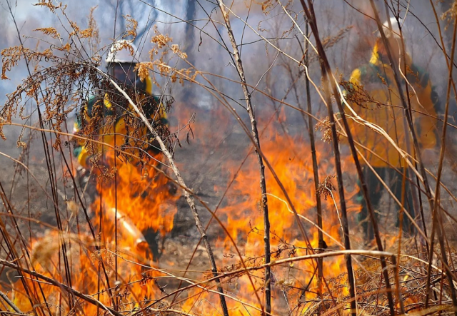 В Приморье за выходные потушили девять природных возгораний, причиной стал человеческий фактор
