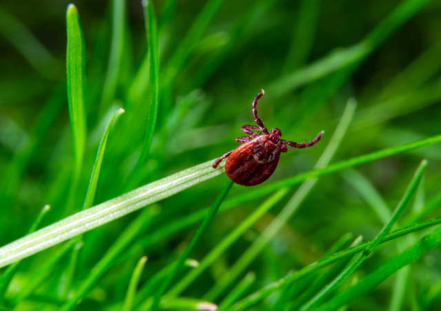 Специалисты объяснили, как поступать в случае обнаружения клеща на теле